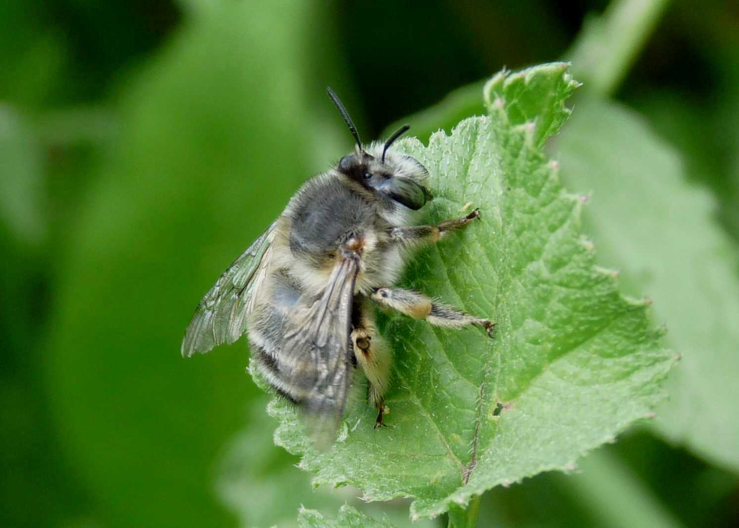 Due Apidae Anthophorinae